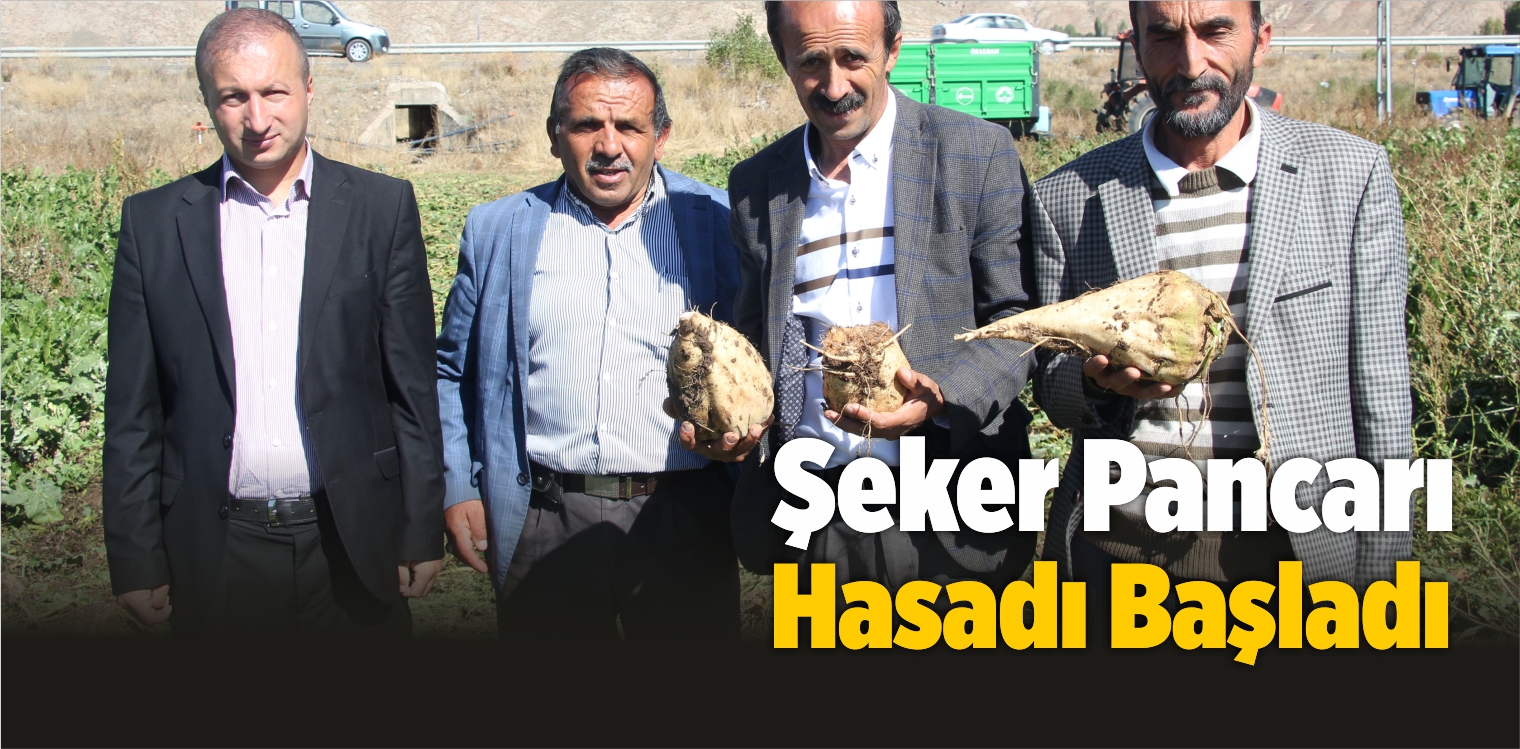 Sivas’ın Zara İlçesinde Şeker Pancarı Hasadı Başladı
