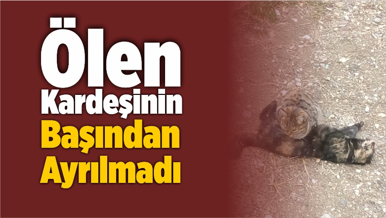 Ölen Kardeşinin Başından Ayrılmadı