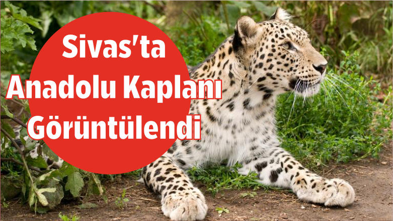 Sivas’ta Anadolu Kaplanı Görüntülendi