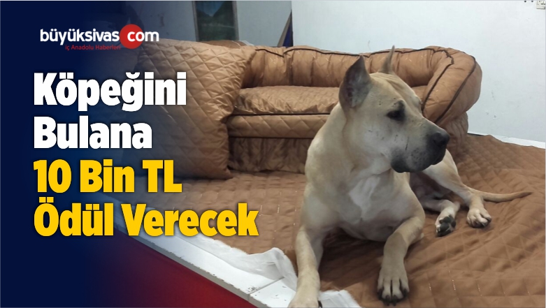 Kaybolan Köpeğini Bulana 10 Bin TL Ödül Verecek