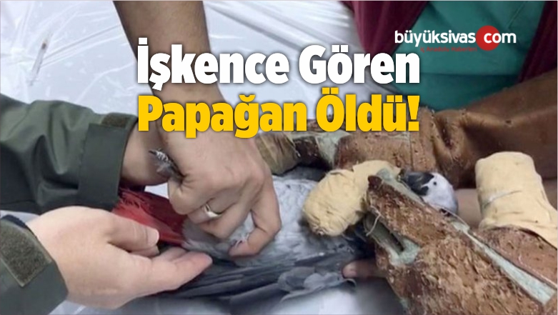 Papağan Öldü