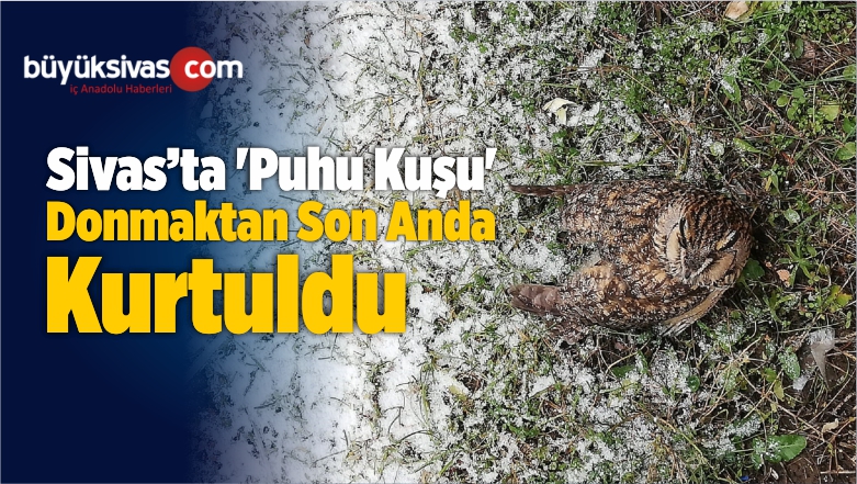 ‘Puhu Kuşu’ Donmaktan Son Anda Kurtuldu