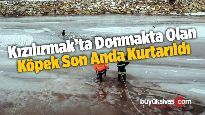 Kızılırmak’ta Donmakta Olan Köpek Son Anda Kurtarıldı