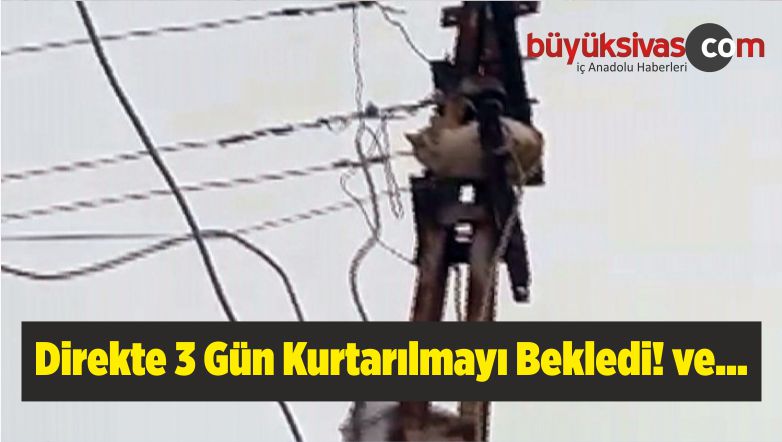 Her Canlı Önemlidir! 3 Gün Boyunca Direkte Kurtarılmayı Bekledi