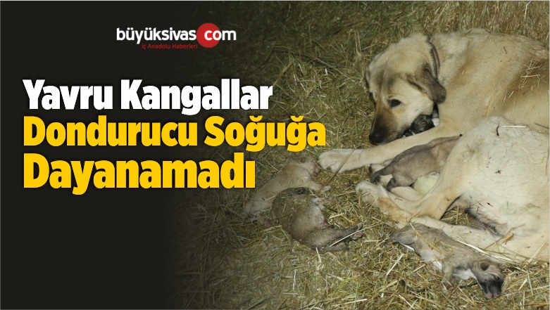 Yavru Kangallar Dondurucu Soğuğa Dayanamadı