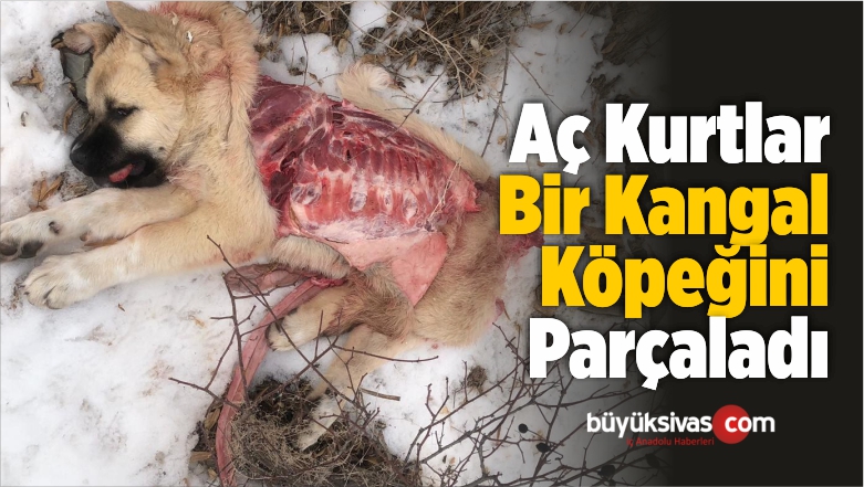 Aç Kurtlar Bir Kangal Köpeğini Parçaladı