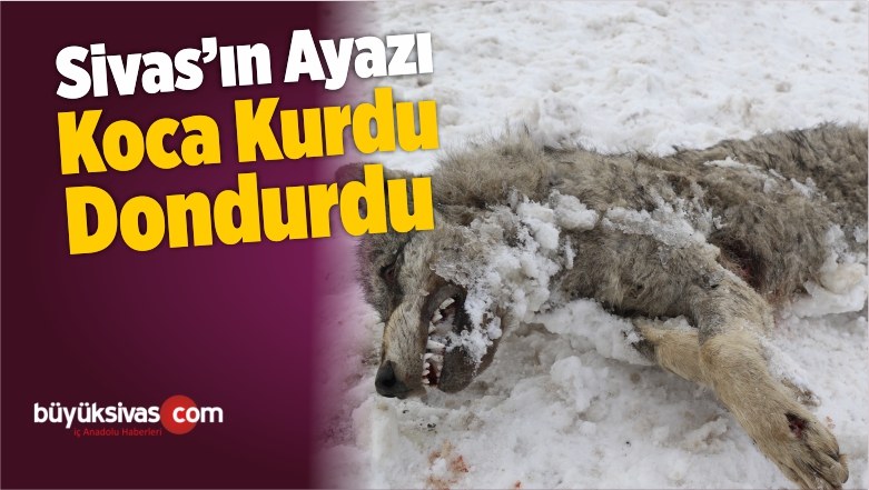 Ayaza Dayanamayan Kurt Yol Kenarında Donmuş Olarak Bulundu