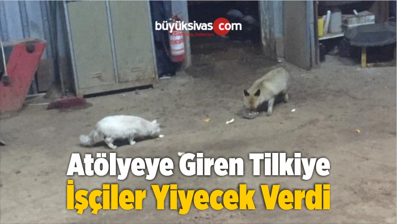 Atölyeye Giren Tilkiye İşçiler Yiyecek Verdi