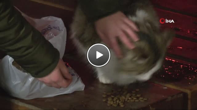 Üniversite Öğrencisi Gençler Yılbaşını Sokak Hayvanları ile Geçirdi