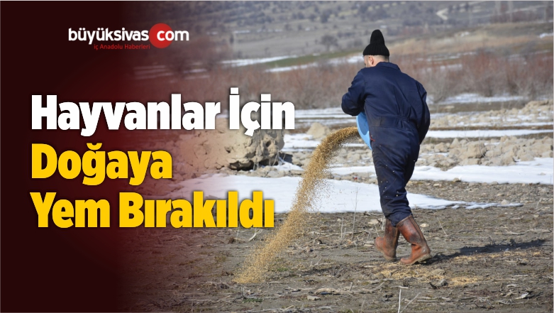 Suşehri’nde Yaban Hayvanları İçin Doğaya Yem Bırakıldı