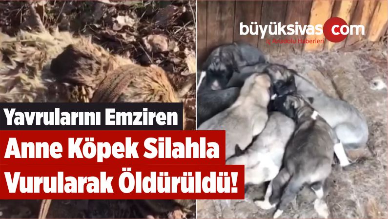 Yavrularını Emziren Anne Köpek Silahla Vurularak Öldürüldü!