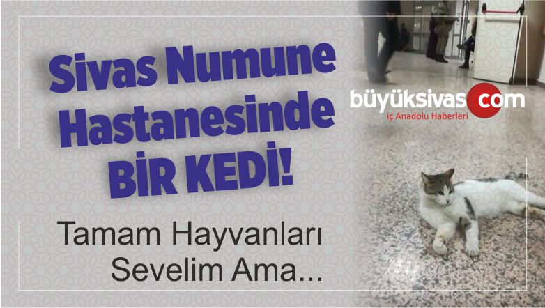 Sivas Numune Hastanesinde Bir Kedi! Hayvanları Sevelim de…