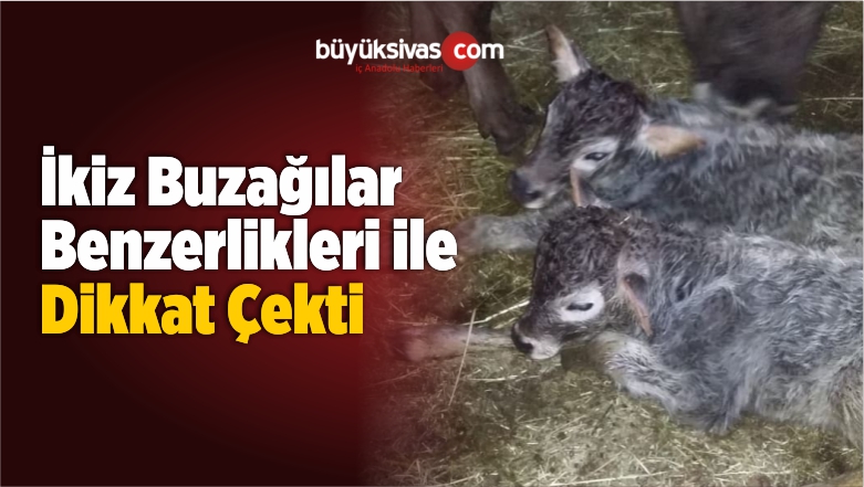 Buzağılar