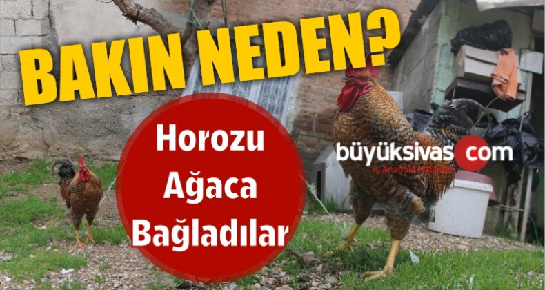 Horozu Ağaca Bağladılar Bakın Neden?