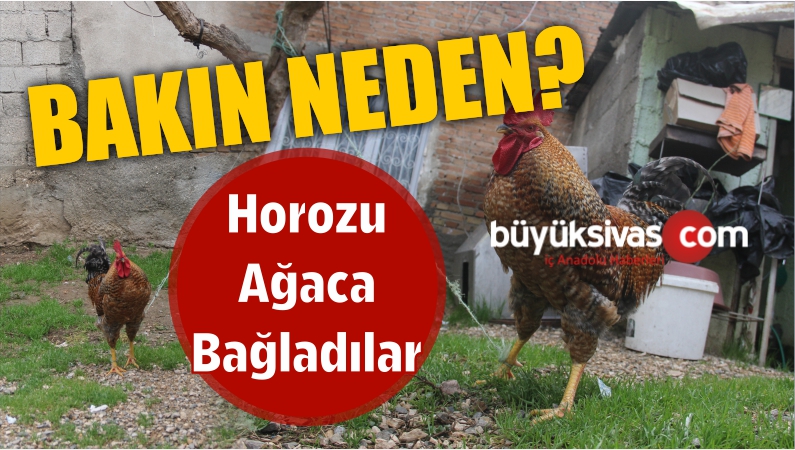 Horozu Ağaca Bağladılar Bakın Neden?