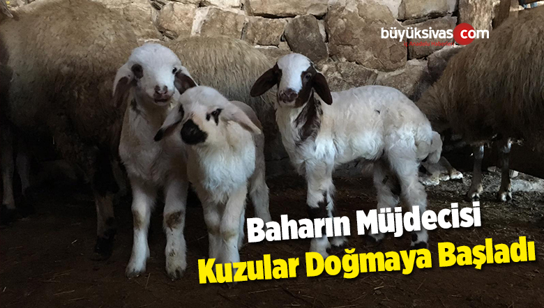 Baharın Müjdecisi Kuzular Doğmaya Başladı