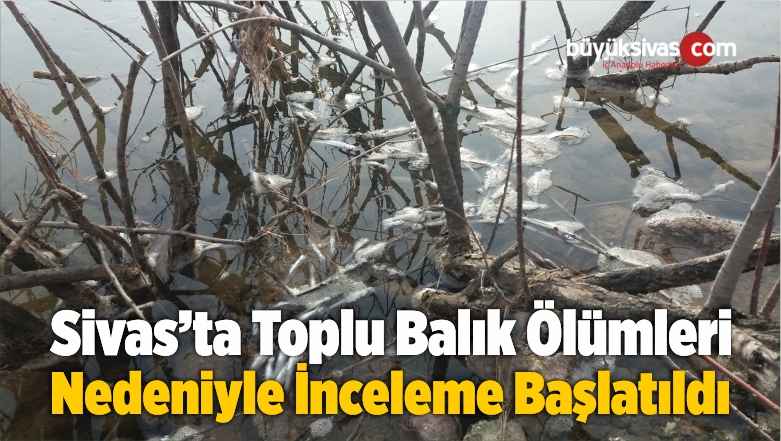 Toplu Balık Ölümleri Nedeniyle İnceleme Başlatıldı