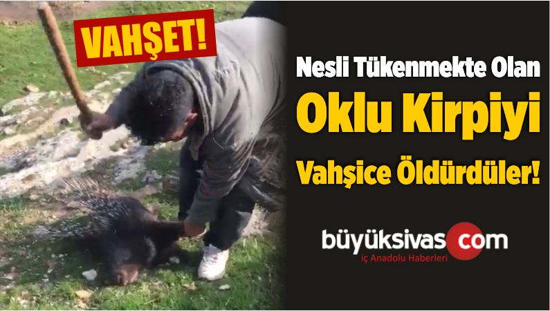 Nesli Tükenmekte Olan Oklu Kirpiyi Vahşice Öldürdüler