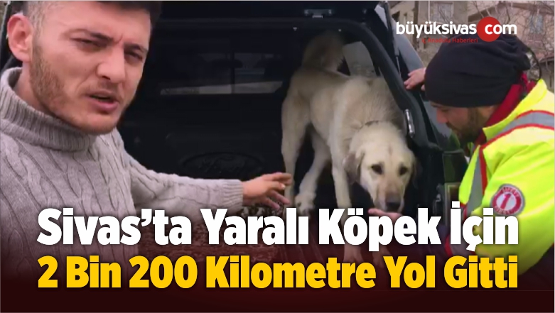 Yaralı Köpek İçin 2 Bin 200 Kilometre Yol Gitti