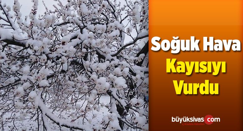 Soğuk Hava Kayısıyı Vurdu