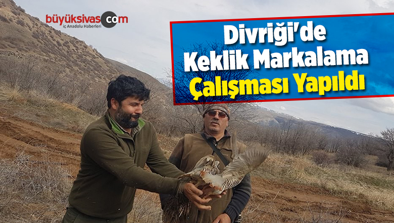 Divriği’de Keklik Markalama Çalışması Yapıldı