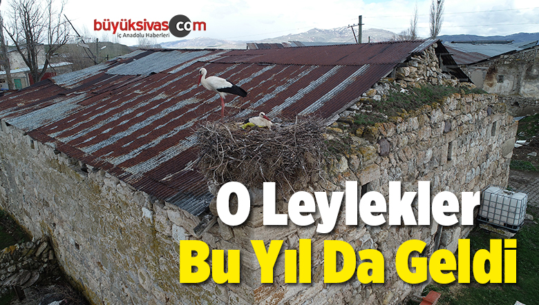 Leyleklerin Sonraki Kuşakları Bu Yıl Da Yuvalarına Döndü