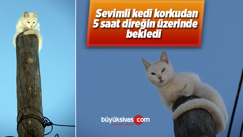Kedi Korktuğu İçin Çıktığı Direkten 5 Saat Sonra İndi