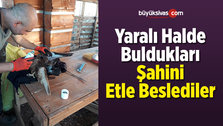 Yaralı Halde Buldukları Şahini Etle Beslediler