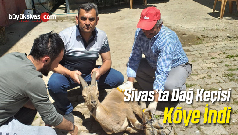 Köye İnen Dağ Keçisi Tekrar Doğaya Bırakıldı