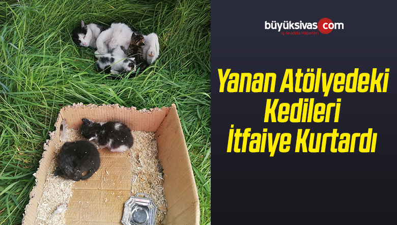 Yanan Atölyedeki Kedileri İtfaiye Kurtardı