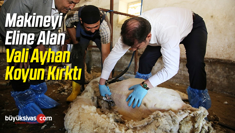Makineyi Eline Alan Vali Koyun Kırktı