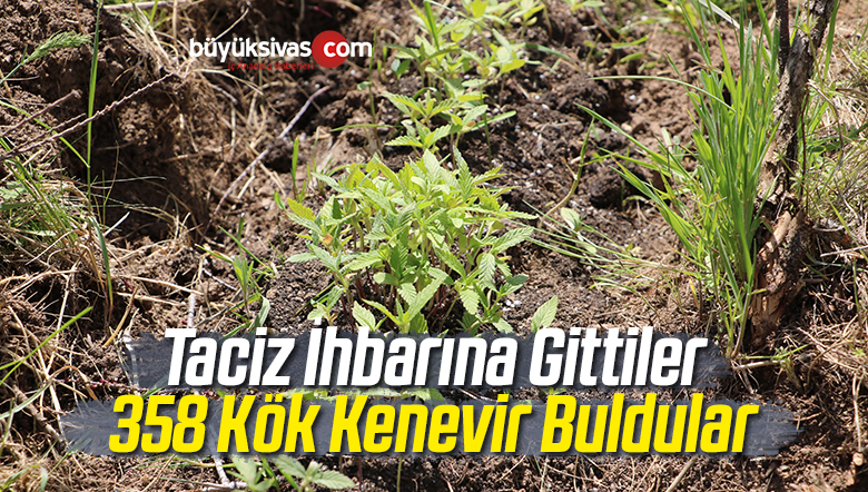 Taciz İhbarına Gittiler 358 Kök Kenevir Buldular
