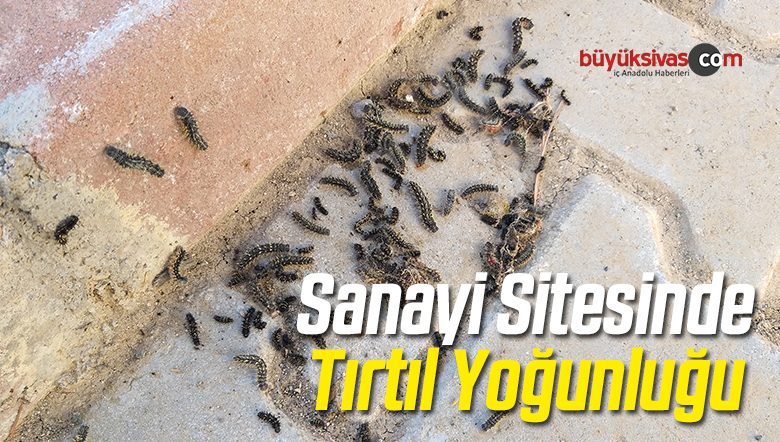 Tırtıl Yoğunluğu