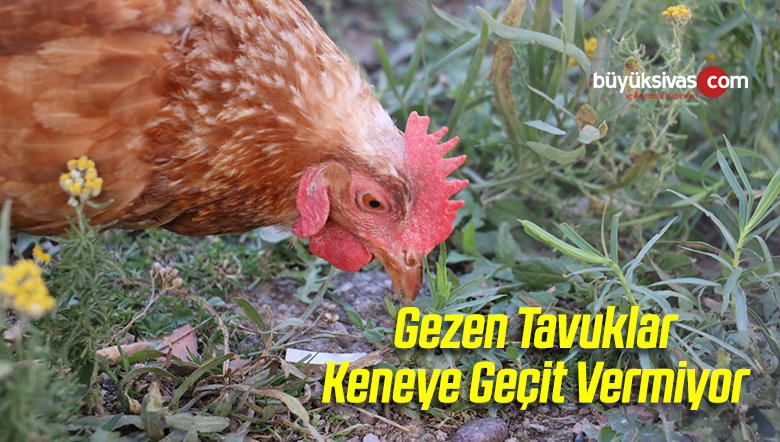 Gezen Tavukların