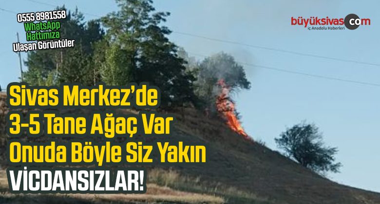 Sivas Yumurta Tepe Mevkiinde Olan 3-5 Ağacı da Yaktılar! Vicdansızlar!