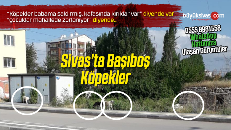 Sivas’ta Başıboş Köpekler Mahalle Sakinlerini Huzursuz Ediyor!