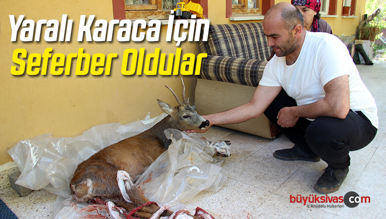 Hastane Personeli Yaralı Karaca İçin Seferber Oldu