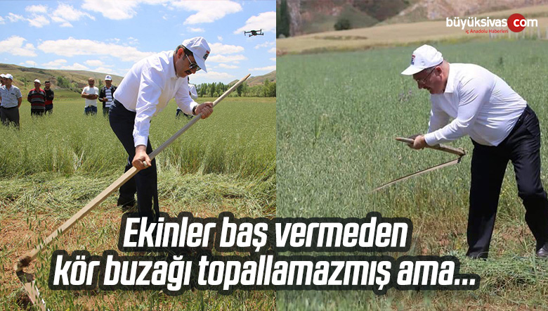Ekinler Baş Vermeden Kör Buzağı Topallamazmış Ama Sivas’ta Değil!