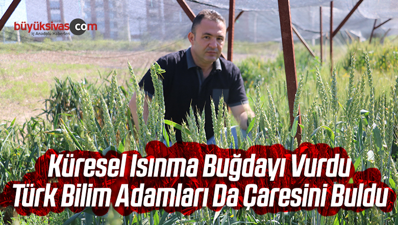 Buğday Üretimini