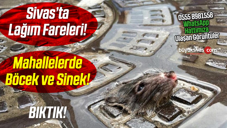 lağım fareleri