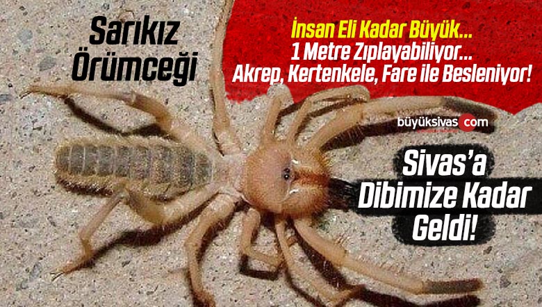 sarıkız örümceği