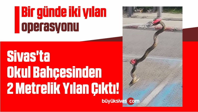 Sivas’ta Okul Bahçesinden 2 Metrelik Yılan Çıktı!