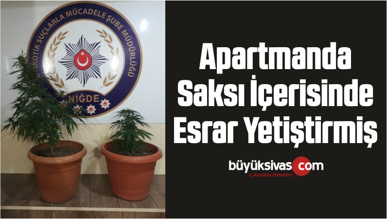 Apartmanda Saksı İçerisinde Esrar Yetiştirmiş