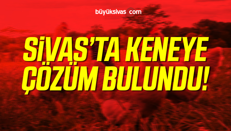 Beç Tavukları Kenelere Göz Açtırmayacak