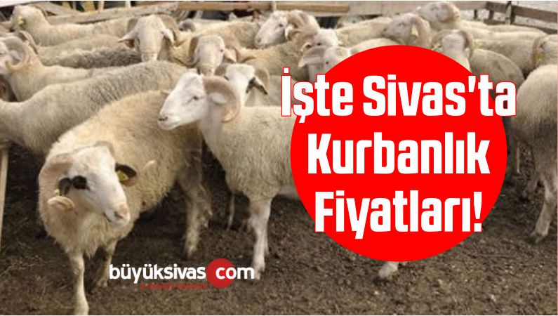 Sivas'ta Kurbanlık Fiyatları