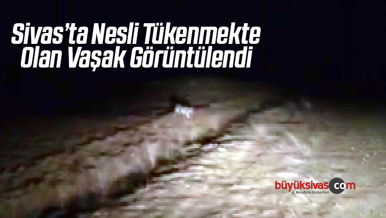 Vaşak Görüntülendi