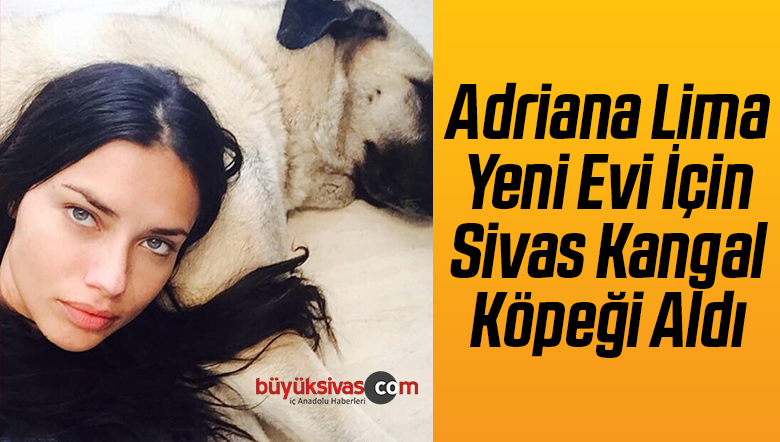 Kangal Köpeği Aldı