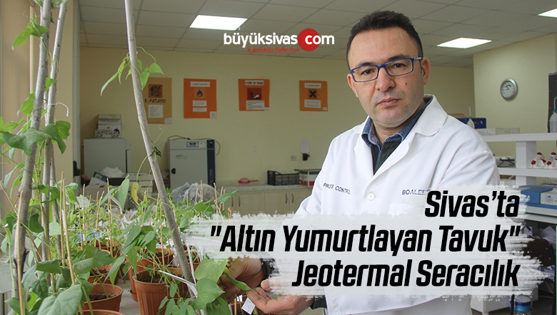 Sivas’ta “Altın Yumurtlayan Tavuk” Jeotermal Seracılık