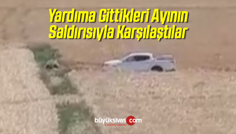 Yardıma Gittikleri Ayının Saldırısıyla Karşılaştılar
