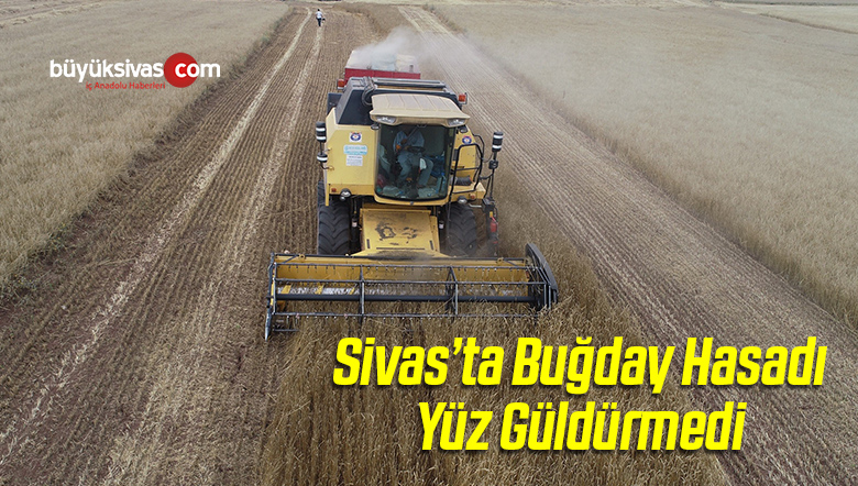 Buğday